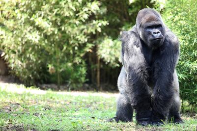 Sin sobredosis de fármacos en traslado de Bantú: Sedema