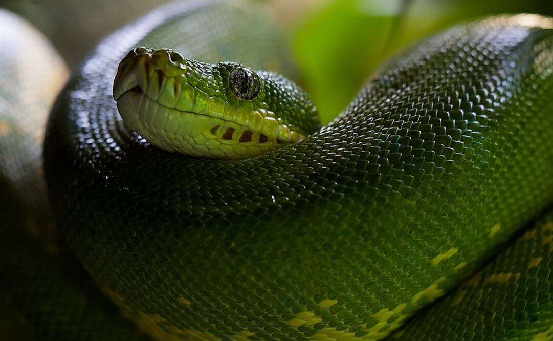 Foto: Ilustrativa. Pixabay