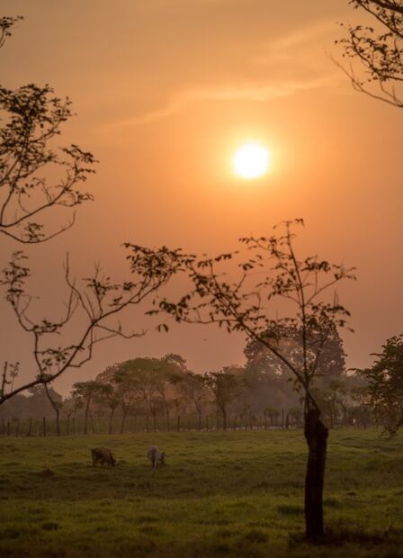 My Field to Bar, el nuevo proyecto de Luis Robledo con cacao ecuatoriano