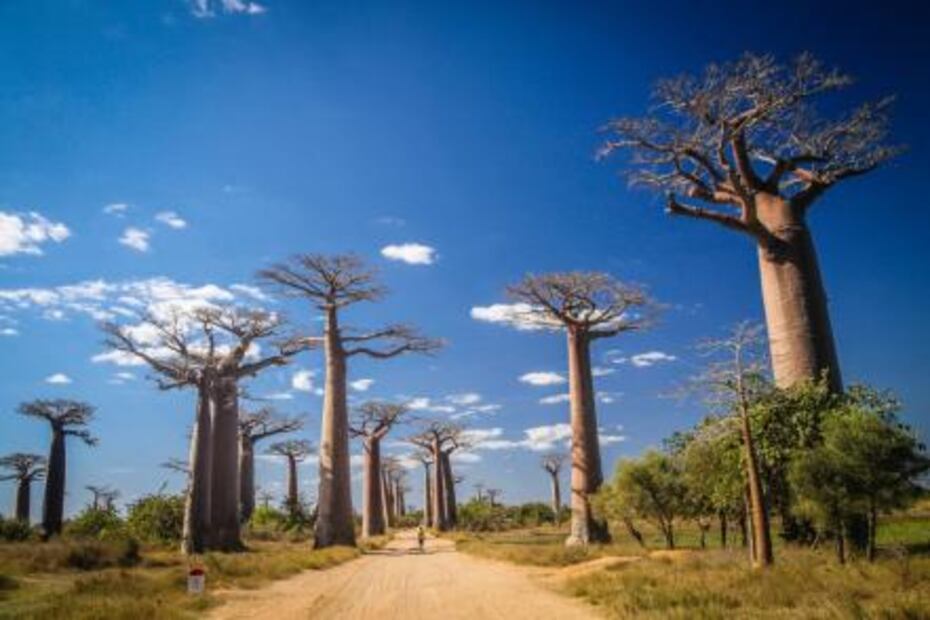 Viaja a 5 bosques encantados