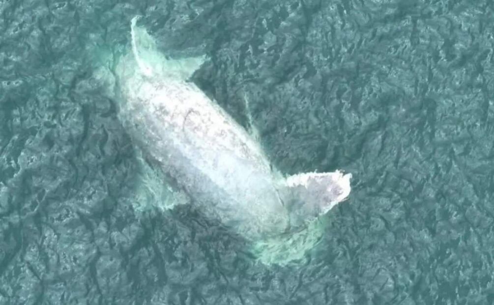Hallan ballena muerta flotando en aguas de Progreso, Yucatán (20/06/2025). Foto: Especial