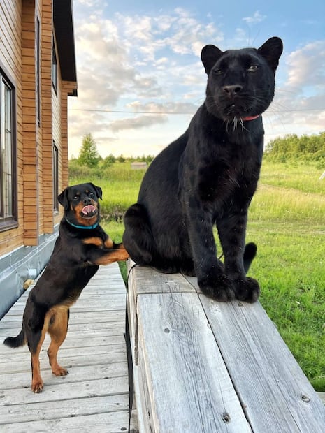 "Luna The Pantera". Foto: Facebook