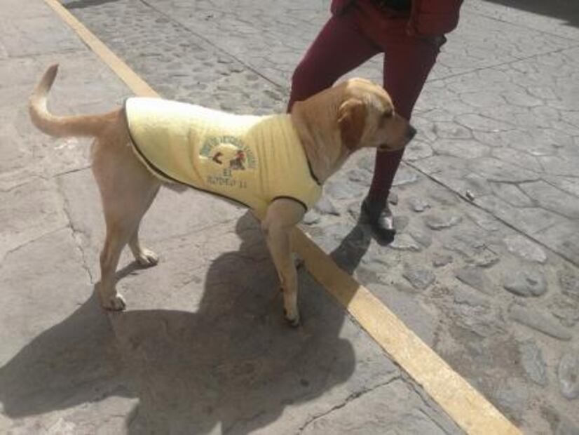 Comerciante de Tlaxcala se hace viral por abrigar a perros de la calle