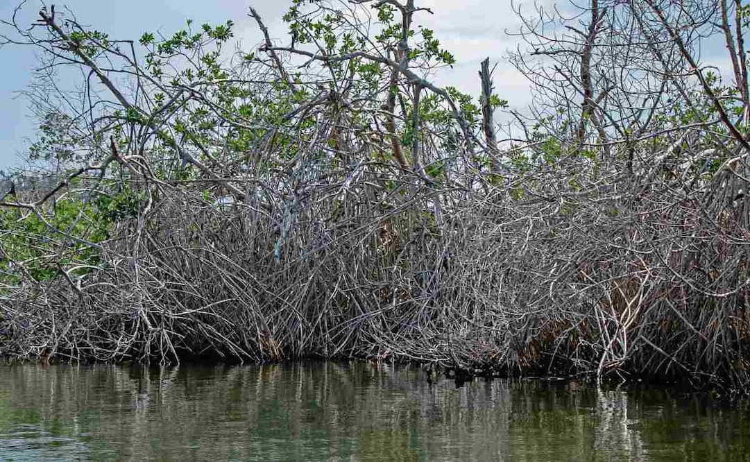 Más de 40% de los manglares fue dañado por los últimos dos huracanes (John y Erick) que pegaron en el territorio costero de Oaxaca. Foto: Juana García / EL UNIVERSAL