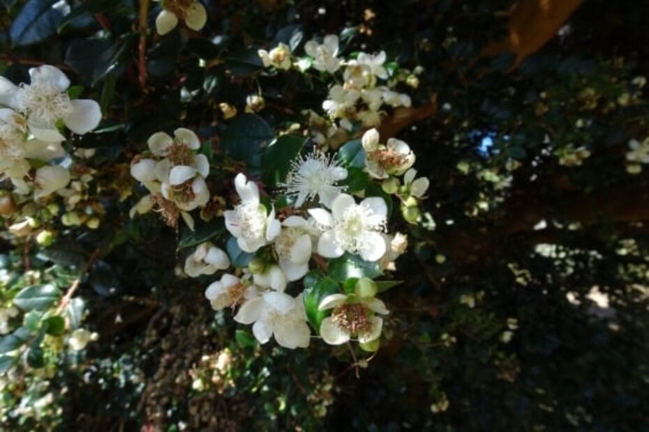 Conoce la infusión de arrayán y aprovecha sus beneficios