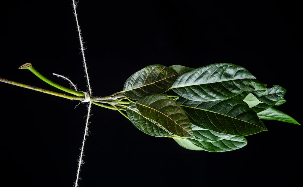 Siete hierbas para usar en la cocina.
Hoja de aguacate. Foto: Jorge Garaiz / El Universal
