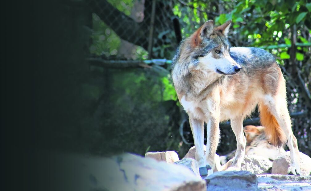 Zoológico de Chapultepec. Foto: Luis Camacho / EL UNIVERSAL