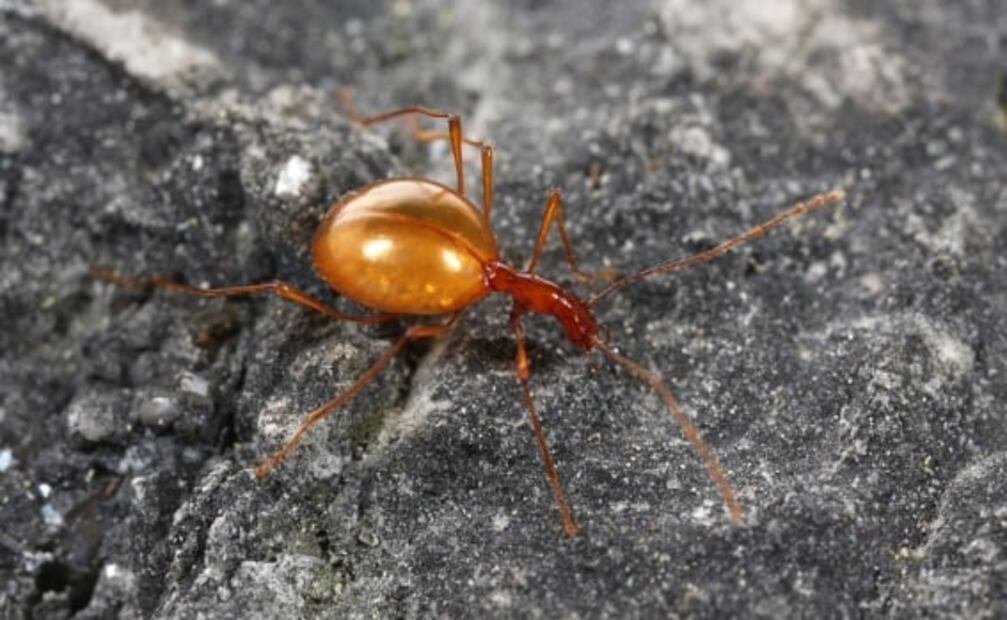 ¿Cuáles son las especies endémicas de los cenotes de la Península de Yucatán?