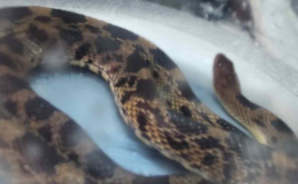 Protección Civil del STC Metro de la situación, quienes retiraron el garrafón y lo trasladaron a instalaciones de la estación Cuauhtémoc de la Línea 1. Foto: Especial