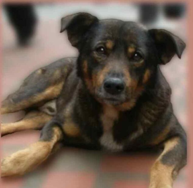 Foto: Scooby, perrito arrojado a cazo con aceite hirviendo