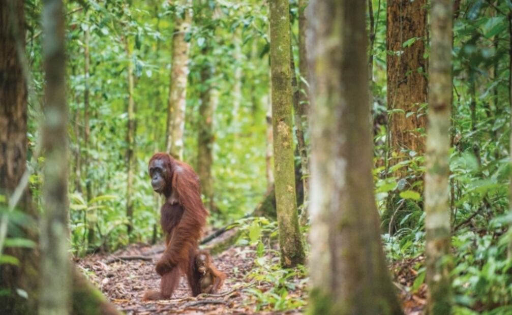 Al igual que los humanos, los animales aplican distancia social para evitar contagios de enfermedades