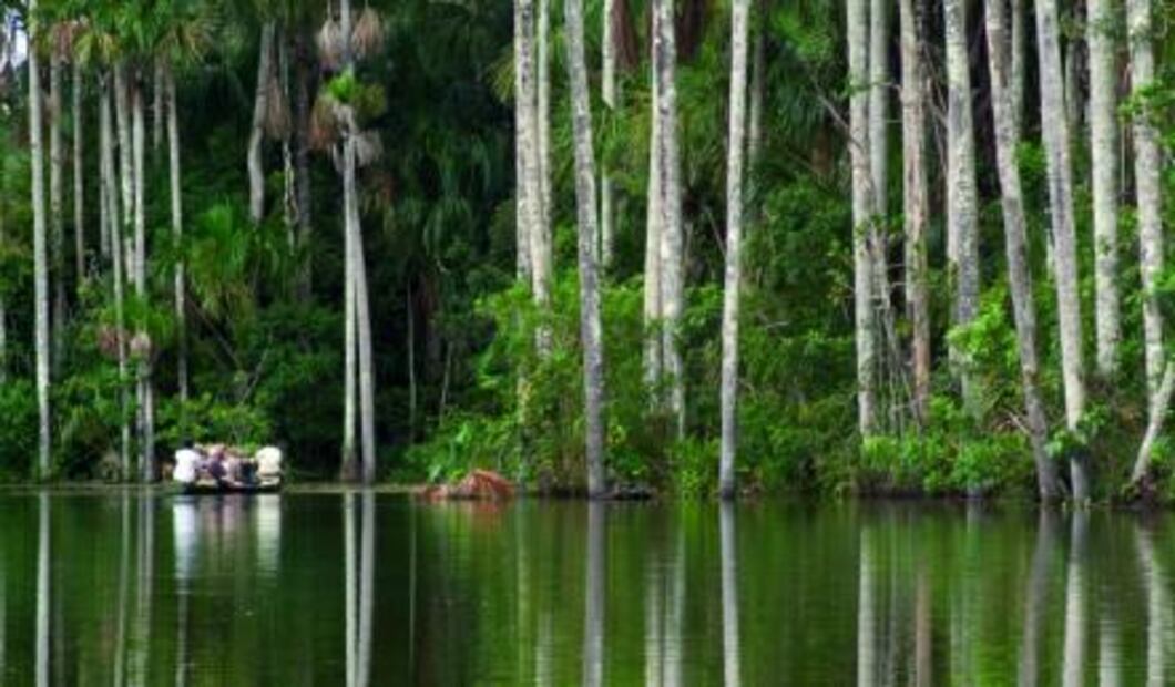 11 cosas que debes saber de la selva amazónica