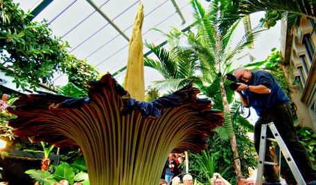 La flor cadáver, la más apestosa del mundo