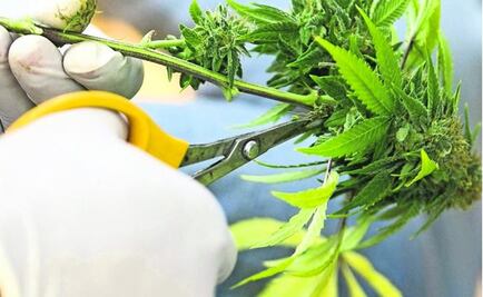 Marijuana, the road to legality