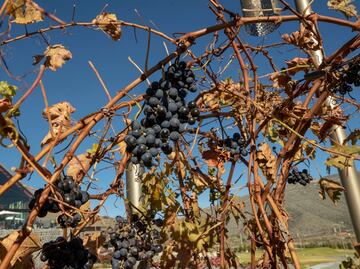 Explora la ruta de vinos en Coahuila