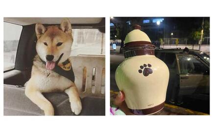 Denuncian que Maple, perrito que acudió a campamento, fue entregado incinerado a sus dueños