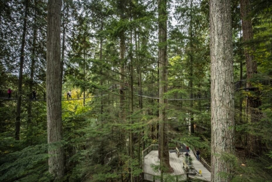 En Vancouver, visita el Capilano y otros puentes colgantes rodeados de bosque