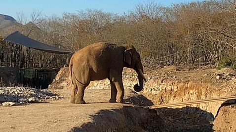 Santuario en Sinaloa espera a pareja de elefantes