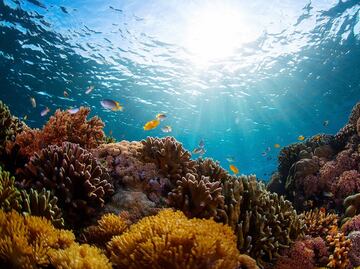 Lo que no sabías sobre los arrecifes de coral