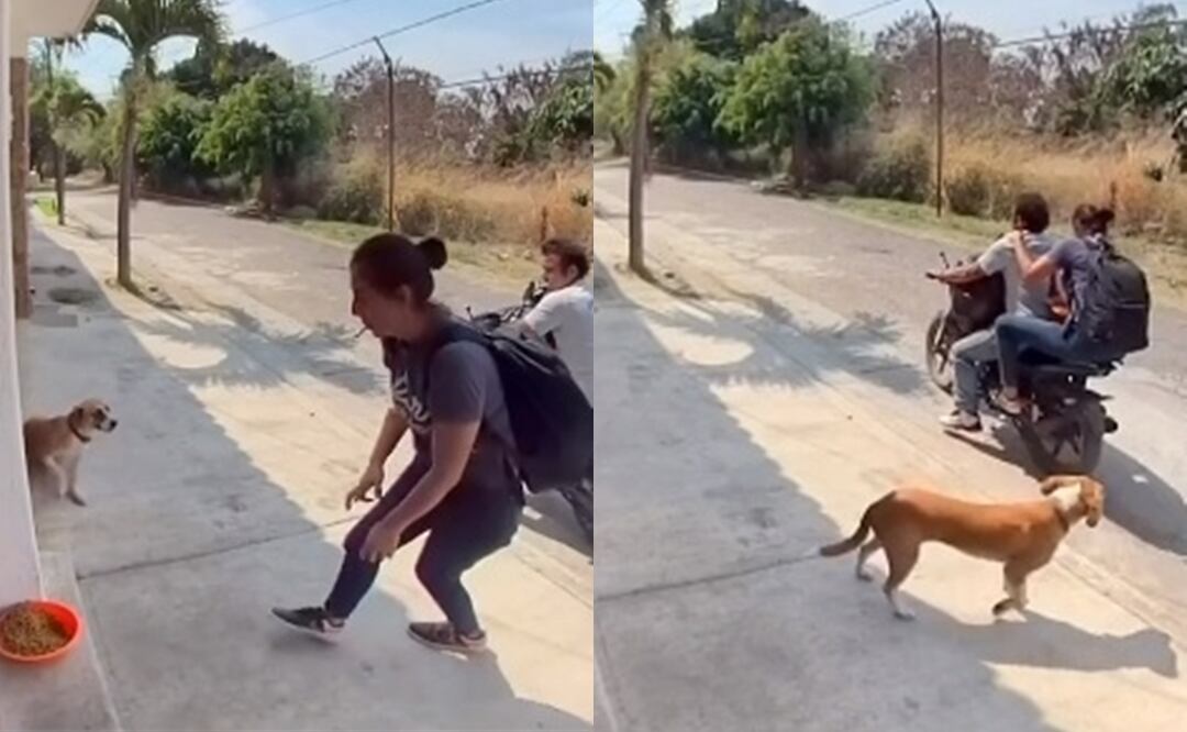 Ladrones dejan sin alimentos a perritos. Fuente: Facebook @cuautlaweb.mx