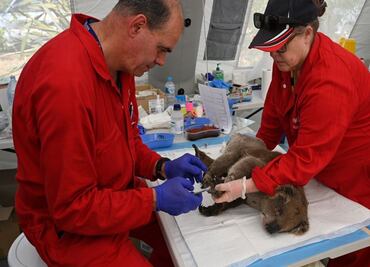 Improvisan hospital en Australia para salvar a koalas de los incendios