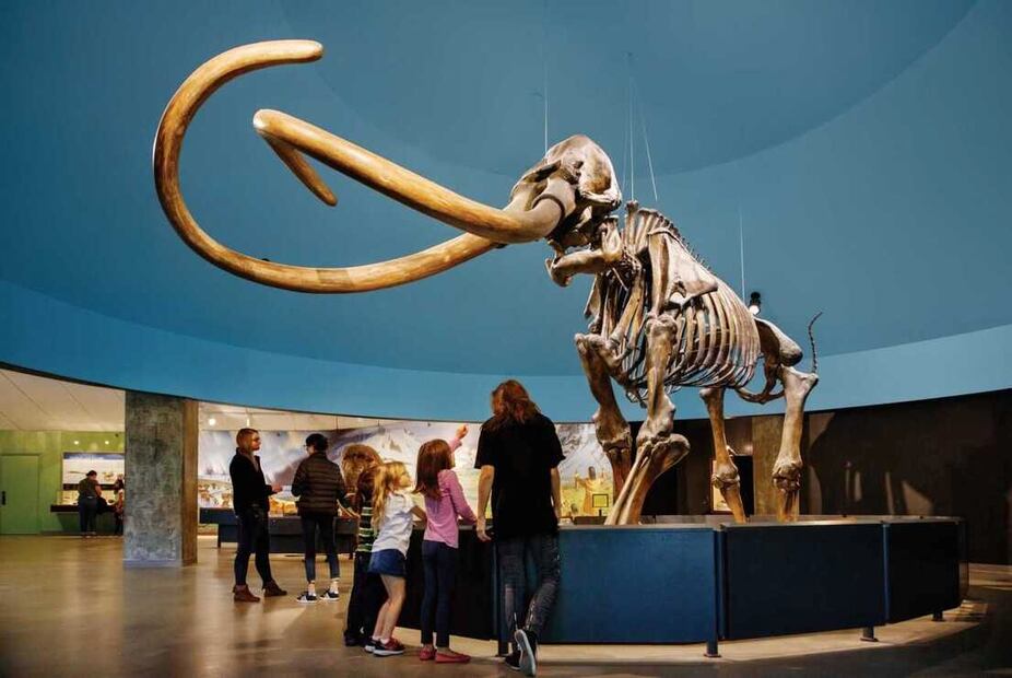 Ejemplar de un mamut colombino recuperado en La Brea. Cortesía Natural History Museums of L.A. County