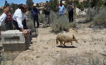 Rescatan en BC a 15 ejemplares de fauna silvestre