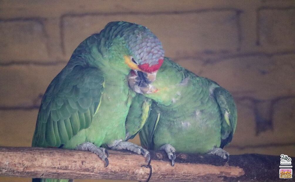 Eclipse solar “engañará” a animalitos del Zoo de Morelia. Foto: Especial