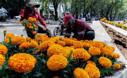 Adelantan temporada de flor de Cempasúchil en CDMX; colocan cientos en Paseo de la Reforma y avenidas principales para recibir el Mundial