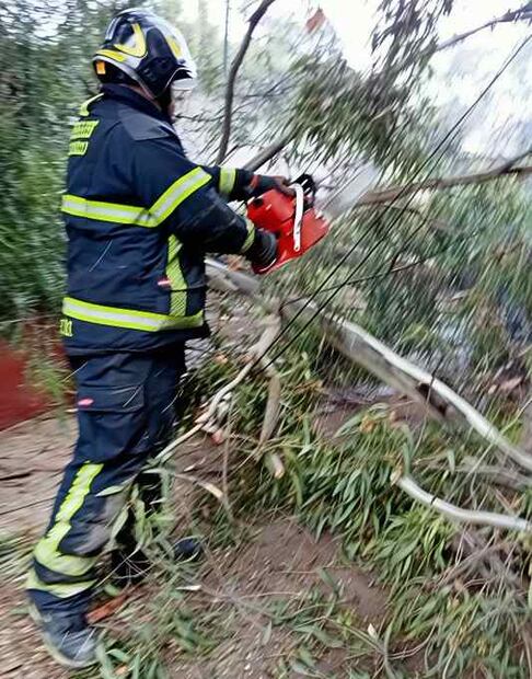 Caída de árbol en escuela primaria en la Cuauhtémoc  Junio 16 2025 / Foto: @Bomberos_CDMX