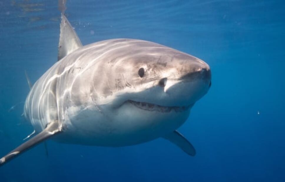 Las 5 especies que más trafican ilegalmente de nuestros mares