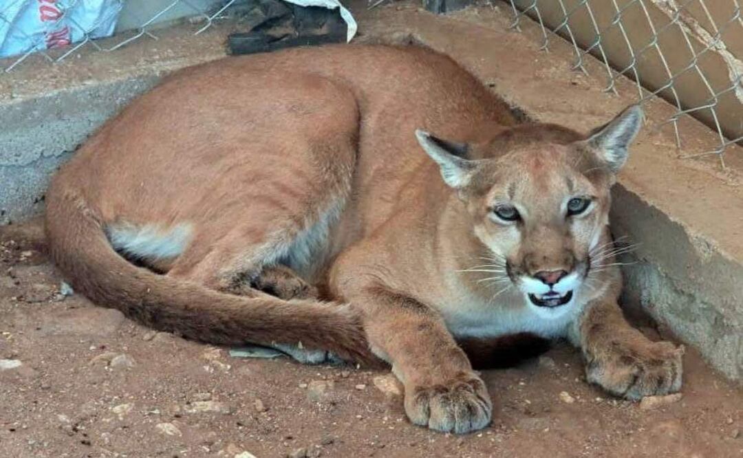 Autoridades localizaron un puma y 6 jabalíes tras un cateo en Magdalena de Kino, Sonora (18/06/2025). Foto: Fiscalía de Sonora