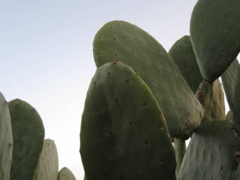 Esta es la razón por la que debes iniciar el año comiendo nopales