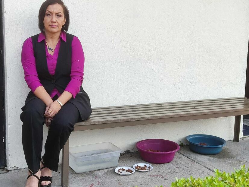 Los empleados pagan de su bolsillo el veterinario y la alimentación de los gatitos. Foto: Arturo Zárate Vite / EL UNIVERSAL