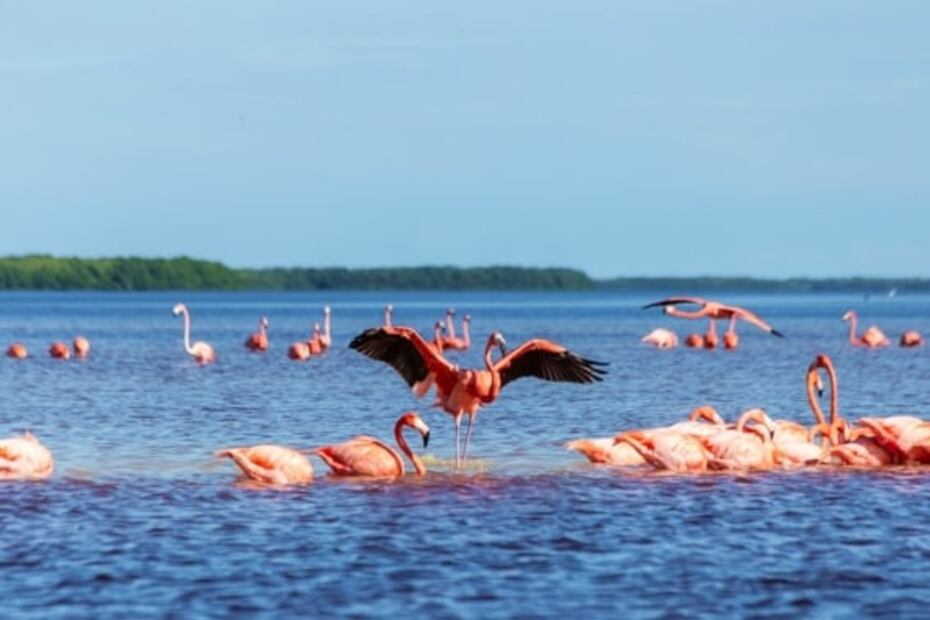 Cuánto cuesta un tour en las lagunas rosadas de Las Coloradas