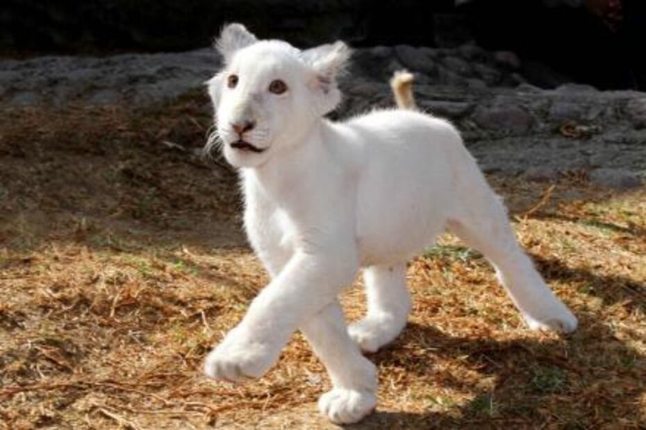 Nombran “Xonotli” a cachorro de león blanco de Tlaxcala