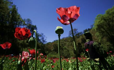 Fentanyl to alter status quo of Mexican drug cartels 