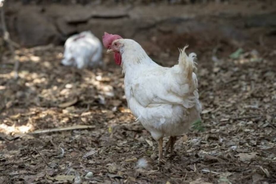 ¿Cuántas calorías tiene un huevo de gallina?