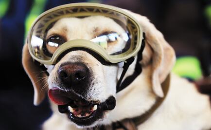 Acermex to launch Frida beer