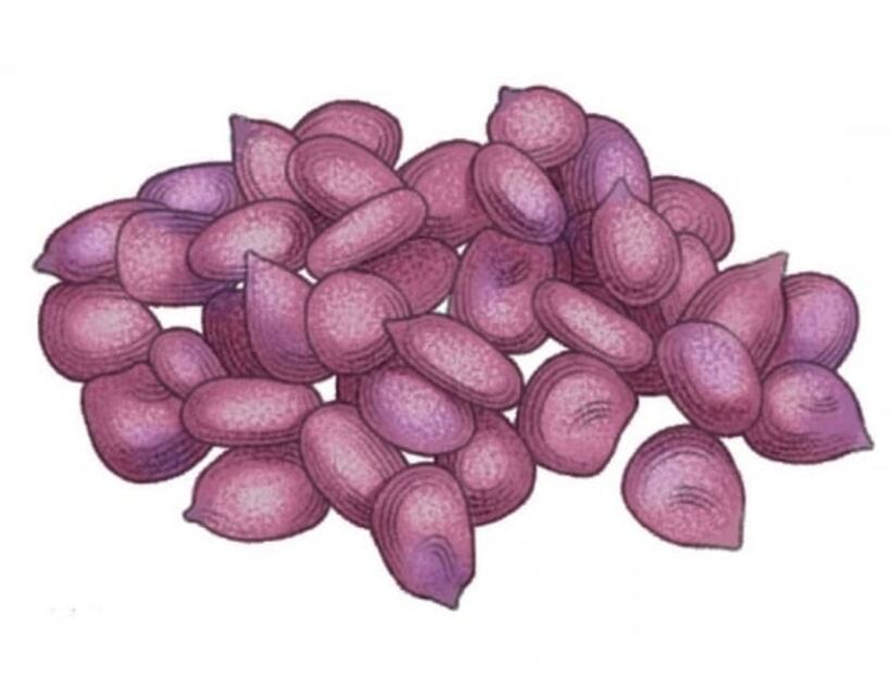 5 Variedades de cacahuacintle que debes de conocer