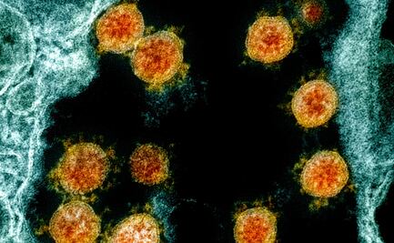 Científicos mexicanos estudian la estructura del coronavirus