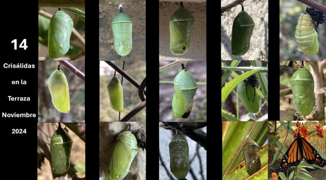 13.	14 crisálidas de mariposa monarca. ©Omar Vidal
