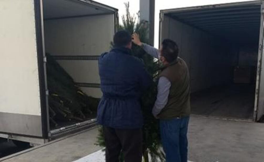 Por plaga, retienen más de 2 mil árboles de navidad en Tamaulipas