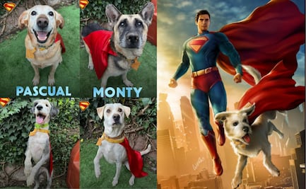 Adopta a tu Krypto y vuélvete Superman; Warner Bros lanza colaboración para promover la adopción de mascotas