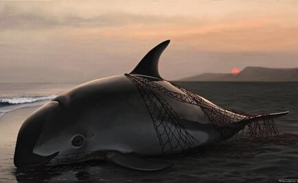 Leonardo DiCaprio protects "vaquita" porpoise