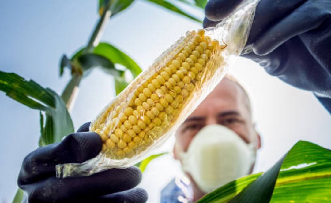 El secretario mexicano Julio Berdegue dijo que abandonarán la meta de reducir las importaciones de maíz amarillo. Foto: IStock