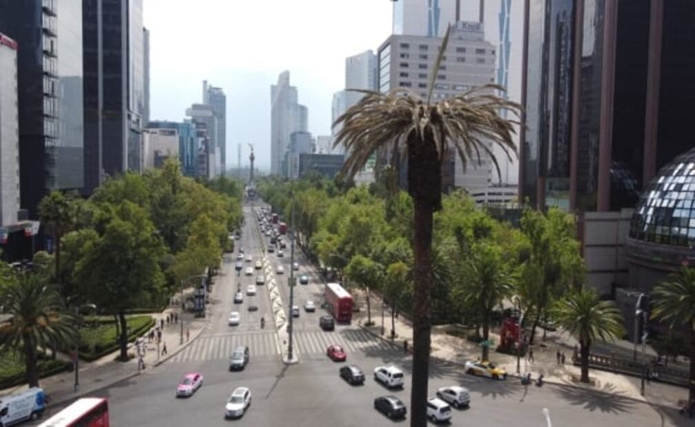 A la de Reforma se unen más palmeras en la CDMX; han muerto 189 por plagas