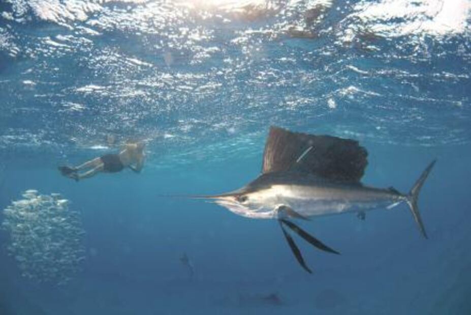 Guacamayas, tiburones y ballenas en México: ¿cómo y dónde observarlos?