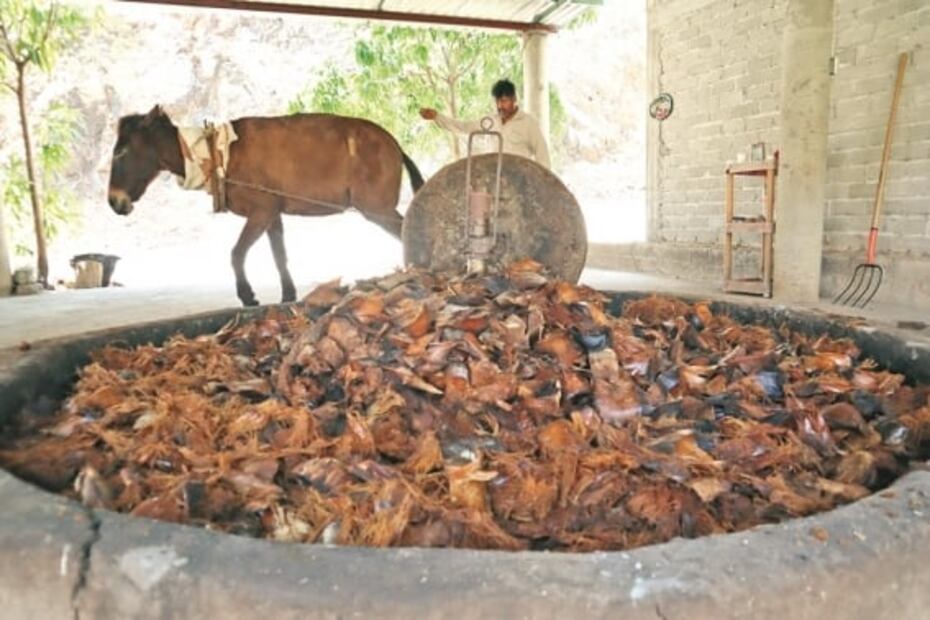 Le apuestan al Istmo para producir mezcal