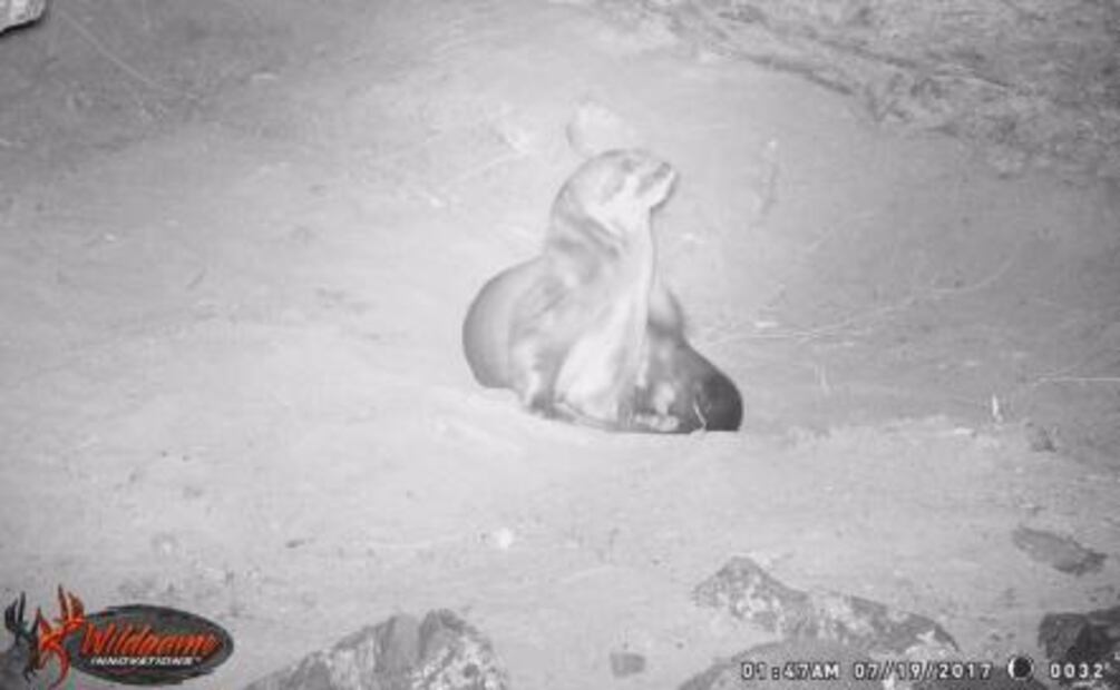 Captan por primera vez a nutria de río en Chihuahua